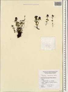 Thymus praecox subsp. caucasicus (Willd. ex Ronniger) Jalas, Caucasus, Stavropol Krai, Karachay-Cherkessia & Kabardino-Balkaria (K1b) (Russia)