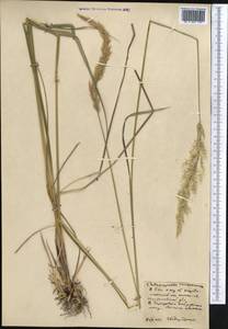 Calamagrostis arundinacea (L.) Roth, Middle Asia, Northern & Central Kazakhstan (M10) (Kazakhstan)