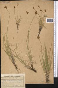 Carex stenophylla subsp. stenophylloides (V.I.Krecz.) T.V.Egorova, Middle Asia, Caspian Ustyurt & Northern Aralia (M8) (Kazakhstan)