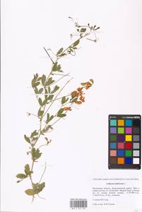 Lathyrus tuberosus L., Eastern Europe, Moscow region (E4a) (Russia)