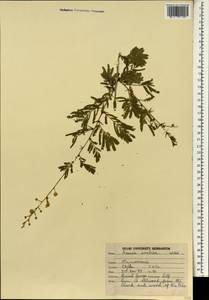 Acacia, South Asia, South Asia (Asia outside ex-Soviet states and Mongolia) (ASIA) (India)