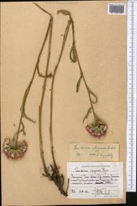 Saussurea elegans Ledeb., Middle Asia, Western Tian Shan & Karatau (M3) (Kyrgyzstan)