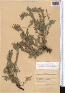 Arnebia obovata Bunge, Middle Asia, Pamir & Pamiro-Alai (M2) (Kyrgyzstan)