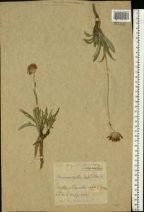 Jurinea mollis (L.) Rchb., Eastern Europe, Central forest-and-steppe region (E6) (Russia)