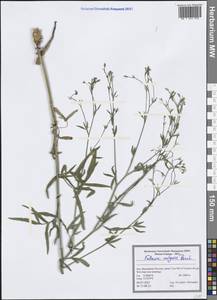 Falcaria vulgaris Bernh., South Asia, South Asia (Asia outside ex-Soviet states and Mongolia) (ASIA) (Iran)