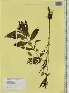 Lysimachia thyrsiflora L., Siberia, Western Siberia (S1) (Russia)