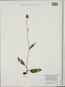 Hieracium lachenalii subsp. cruentifolium (Dahlst. & Lübeck ex Dahlst.) Zahn, Caucasus, Krasnodar Krai & Adygea (K1a) (Russia)