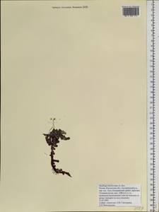 Saxifraga cherlerioides D. Don, Siberia, Chukotka & Kamchatka (S7) (Russia)