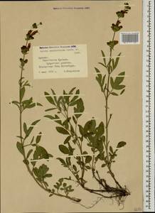 Salvia suffruticosa Montbret & Aucher ex Benth., Caucasus, Armenia (K5) (Armenia)
