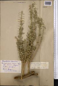 Ammodendron bifolium (Pall.)Yakovlev, Middle Asia, Syr-Darian deserts & Kyzylkum (M7)