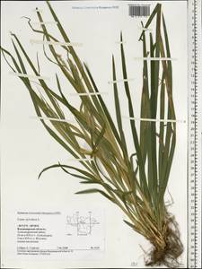 Carex sylvatica Huds., Eastern Europe, Central region (E4) (Russia)