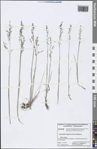 Puccinellia nuttalliana (Schult.) Hitchc., Siberia, Central Siberia (S3) (Russia)