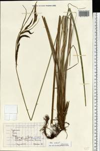 Carex acuta L., Eastern Europe, Belarus (E3a) (Belarus)