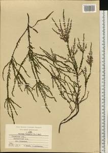 Calluna vulgaris (L.) Hull, Eastern Europe, Central region (E4) (Russia)