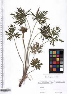 SMR001584, Pulsatilla patens (L.) Mill., Eastern Europe, Eastern region (E10) (Russia)