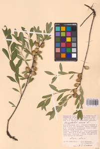 Prunus tenella Batsch, Eastern Europe, Lower Volga region (E9) (Russia)