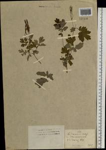 Chelidonium majus L., Siberia, Western (Kazakhstan) Altai Mountains (S2a) (Kazakhstan)