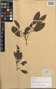 Ficus concinna (Miq.) Miq., South Asia, South Asia (Asia outside ex-Soviet states and Mongolia) (ASIA) (Philippines)