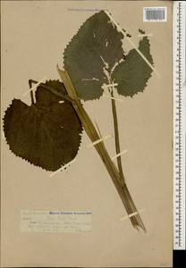 Tephroseris cladobotrys (Ledeb.) Griseb. & Schenk, Caucasus, Krasnodar Krai & Adygea (K1a) (Russia)