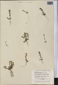 Eutrema salsugineum (Pall.) Al-Shehbaz & S.I. Warwick, America (AMER) (Canada)