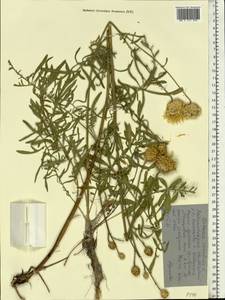 Centaurea orientalis L., Eastern Europe, North Ukrainian region (E11) (Ukraine)