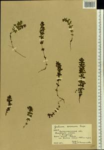 Cruciata glabra (L.) Opiz, Eastern Europe, West Ukrainian region (E13) (Ukraine)