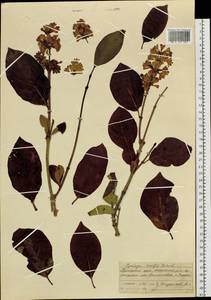 Syringa villosa subsp. wolfii (C.K.Schneid.) Jin Y.Chen & D.Y.Hong, Siberia, Russian Far East (S6) (Russia)