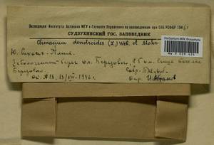 Climacium dendroides (Hedw.) F. Weber & D. Mohr, Bryophytes, Bryophytes - Russian Far East (excl. Chukotka & Kamchatka) (B20) (Russia)