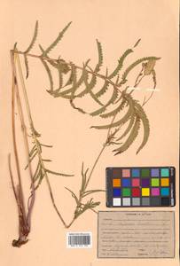 Poterium tenuifolium (Fisch. ex Link) Franch. & Sav., Siberia, Russian Far East (S6) (Russia)