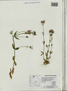 Centaurium erythraea, Eastern Europe, North-Western region (E2) (Russia)