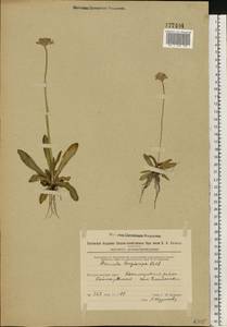 Primula longiscapa Ledeb., Eastern Europe, Eastern region (E10) (Russia)