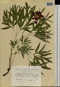 Paeonia intermedia subsp. intermedia, Siberia, Altai & Sayany Mountains (S2) (Russia)
