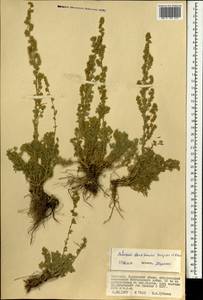 Artemisia davazamczii Darijma & Kamelin, Mongolia (MONG) (Mongolia)