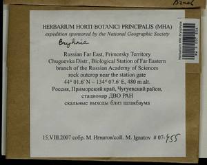 Bryhnia, Bryophytes, Bryophytes - Russian Far East (excl. Chukotka & Kamchatka) (B20) (Russia)