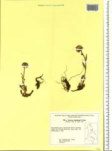 Erigeron thunbergii A. Gray, Siberia, Chukotka & Kamchatka (S7) (Russia)