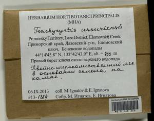 Trachycystis ussuriensis (Regel & Maack) T.J. Kop., Bryophytes, Bryophytes - Russian Far East (excl. Chukotka & Kamchatka) (B20) (Russia)