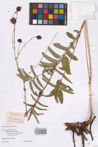 Sanguisorba officinalis L., Eastern Europe, Central forest-and-steppe region (E6) (Russia)