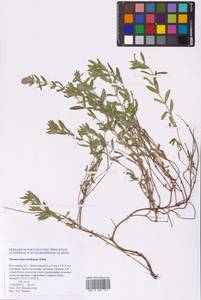 Thymus pannonicus All., Eastern Europe, Rostov Oblast (E12a) (Russia)