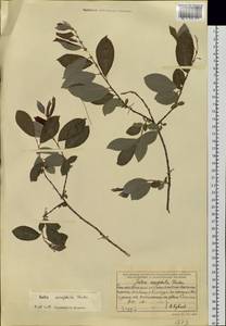 Salix bebbiana Sarg., Siberia, Baikal & Transbaikal region (S4) (Russia)