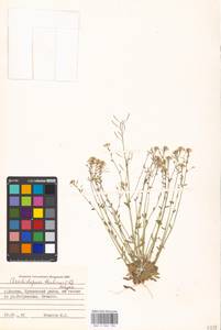 Arabidopsis thaliana (L.) Heynh., Eastern Europe, Moscow region (E4a) (Russia)