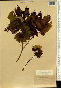 Glaucidium palmatum Sieb. & Zucc., South Asia, South Asia (Asia outside ex-Soviet states and Mongolia) (ASIA) (Japan)