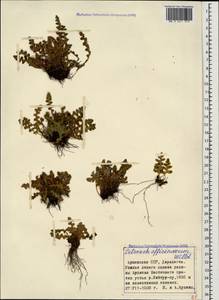 Asplenium ceterach subsp. ceterach, Caucasus, Armenia (K5) (Armenia)