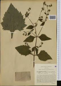 Sigesbeckia orientalis L., Western Europe (EUR) (Italy)