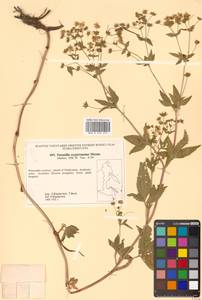 Potentilla cryptotaeniae Maxim., Siberia, Russian Far East (S6) (Russia)