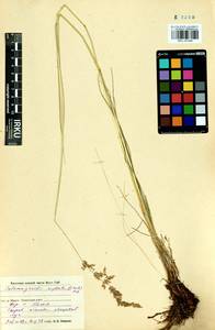 Calamagrostis stricta (Timm) Koeler, Siberia, Baikal & Transbaikal region (S4) (Russia)