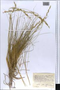Festuca beckeri (Hack.) Trautv., Eastern Europe, South Ukrainian region (E12) (Ukraine)