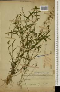 Lactuca saligna L., Caucasus, Azerbaijan (K6) (Azerbaijan)