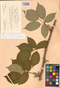 Rubus grabowskii Weihe ex Günther, Grab. & Wimm., Eastern Europe, West Ukrainian region (E13) (Ukraine)