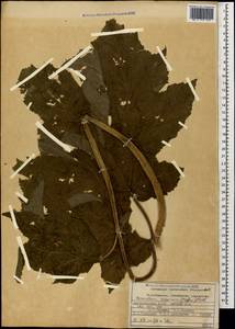 Heracleum asperum (Hoffm.) M. Bieb., Caucasus, Dagestan (K2) (Russia)