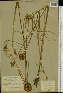 Allium sacculiferum Maxim., Siberia, Russian Far East (S6) (Russia)